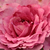 Roza - Vrtnice Floribunda - Csíkszereda